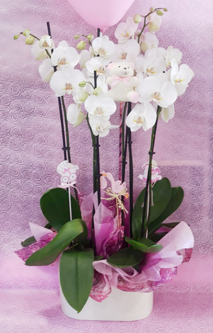 Orquidea Phalaenopsis 4 tallos – Pedro Moreno Florista